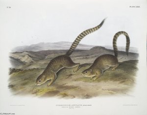 Spermophilus Annulatus, Annulated Marmot Squirrel — John James Audubon
