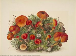 (Untitled--Study of Mushrooms)