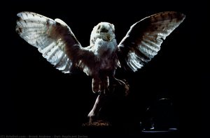 Owl, Replicant Series — Brook Andrew