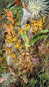Group Of Epiphytal Orchids And Bromeliads, Brazil — Marianne North