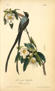 Fork-tailed Flycatcher. Gordonia Lasianthus — John James Audubon