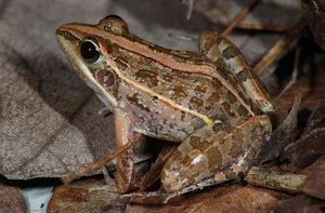 Ptychadena pumilio, July 2014, Comoé National Park, Ivory Coast