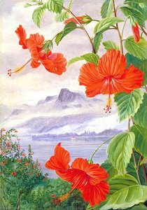Mandrinette And Mountain Home Of The Pitcher Plant In The Distance — Marianne North