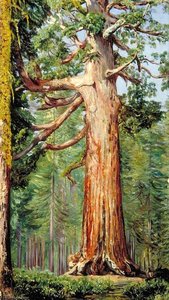 The 'great Grisly' Big Tree Of The Mariposa Grove — Marianne North