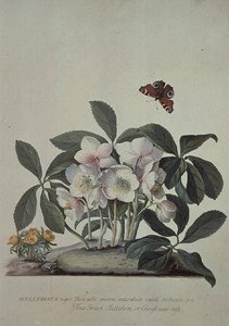 Christmas Rose (helleborus Niger) And Winter Aconite (eranthis Hyemalis) — Georg Dionysius Ehret