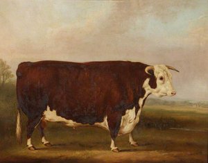 Hereford Bull — William Henry Davis, Academic Realism