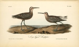 Long-legged Sandpiper — John James Audubon
