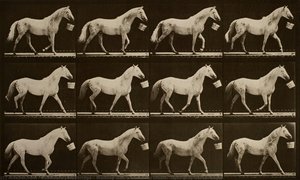Walking With A Bucket In Mouth; Light-gray Horse, Eagle — Eadweard J Muybridge