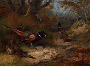 Ring Neck Pheasants — Archibald Thorburn