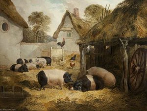 Farmyard with Saddlebacks