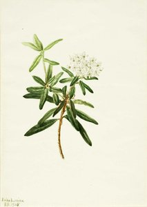 Labrador Tea (ledum Groenlandicum) — Mary Vaux Walcott, Botanical Illustration