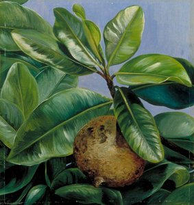 Foliage And Fruit Of Mammee Apple Or South American Apricot — Marianne North