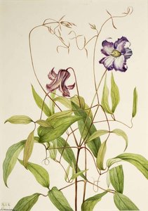 Curly Clematis (clematis Crispa) — Mary Morris Vaux Walcott