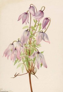 Jicarilla (clematis Pseudoalpina) — Mary Morris Vaux Walcott