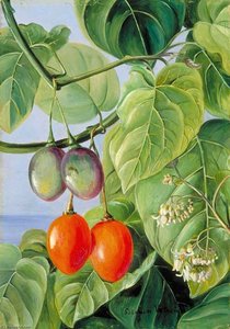 Foliage, Flowers And Fruit Of The False Tomato, Painted In Brazil — Marianne North, Botanical Realism