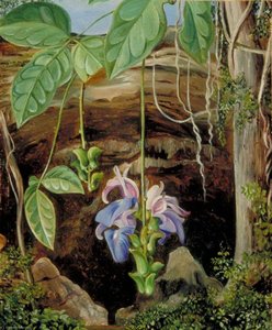 Flowers Of A Twiner, Brazil — Marianne North