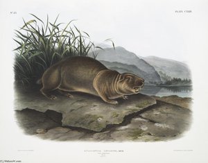 Aplodontia Leporina, The Sewellel. Male. Natural Size — John James Audubon