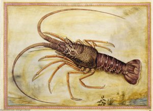 Mediterranean Lobster — Giorgio Liberale, Renaissance