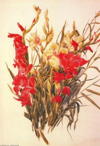 Red And Yellow Gladioli — Charles Demuth, Precisionism
