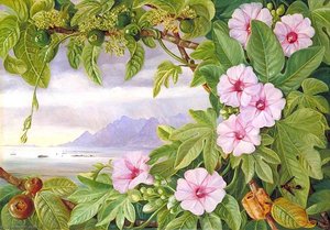 Ipomoea And Vavangue With Mahé Harbour In The Distance — Marianne North