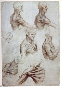 Muscles Of The Neck And Shoulders, Ca Pen And — Leonardo Da Vinci