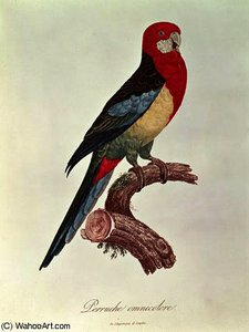 Omnicoloured parakeet