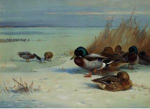 Mallards On A Frozen Lake — Archibald Thorburn