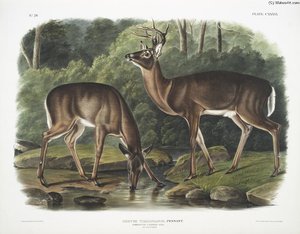Cervus Virginianus, Common Or Virginian Deer. Old Male ^ Female — John James Audubon