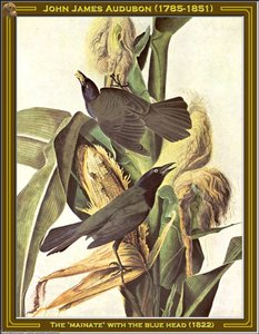 The Mainate With The Blue Head — John James Audubon