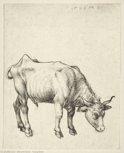 Young Steer — Albrecht Dürer