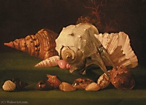 Still Life With Shells — Simon Renard De Saint André