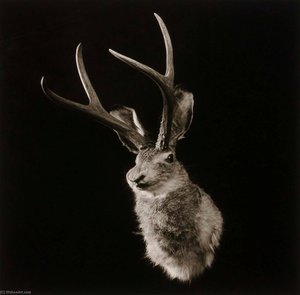 Untitled (jackalope), From The Wyoming Documentary Survey Project — Penny Diane Wolin