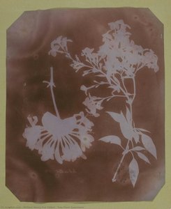 Two Plant Specimens — William Henry Fox Talbot, Early Photography