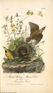Meadow Starling Or Meadow Lark. 1. Male. 2. Female And Nest. (yellow Flowered Gerardia) — John James Audubon