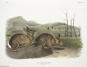 Lepus Bachmani, Bachman's Hare. Natural Size — John James Audubon