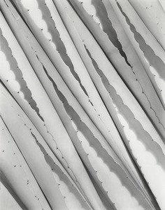 Agave Design