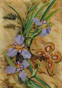Palma De Santa Rita And Atlas Moth, Brazil — Marianne North