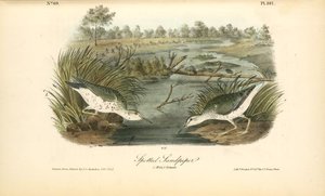 Spotted Sandpiper. 1. Male. 2. Female — John James Audubon