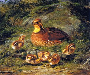 Hen, Chicks And Ladybug — Arthur Fitzwilliam Tait