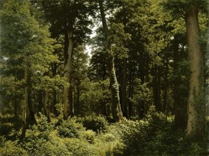 Oak Forest — Robert Zund