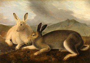 Arctic Hare — John James Audubon