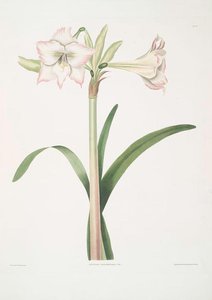 Amaryllis Solandriflora Var — Robert Havell