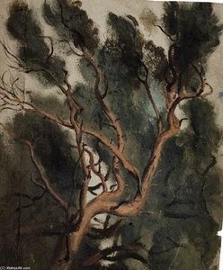 Tree Study