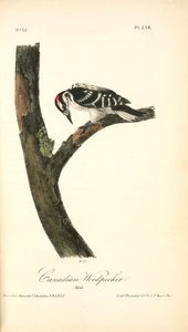 Canadian Woodpecker. Male — John James Audubon