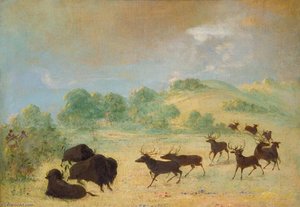 Elk And Buffalo Making Acquaintance, Texas — George Catlin