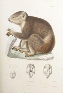 Koala, Phascolarctos Cinereus — Jean-jacques Werner