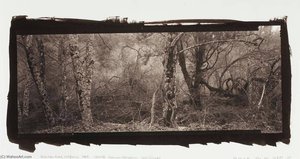 lois conner