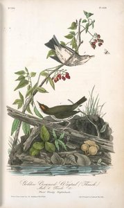 Golden-crowned Wagtail (thrush). 1. Male. 2. Female. (plant. Woody Nightshade) — John James Audubon