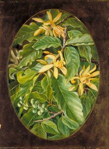 The Chumpa Or Champak — Marianne North