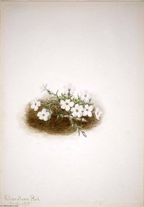 Phlox — Mary Morris Vaux Walcott
